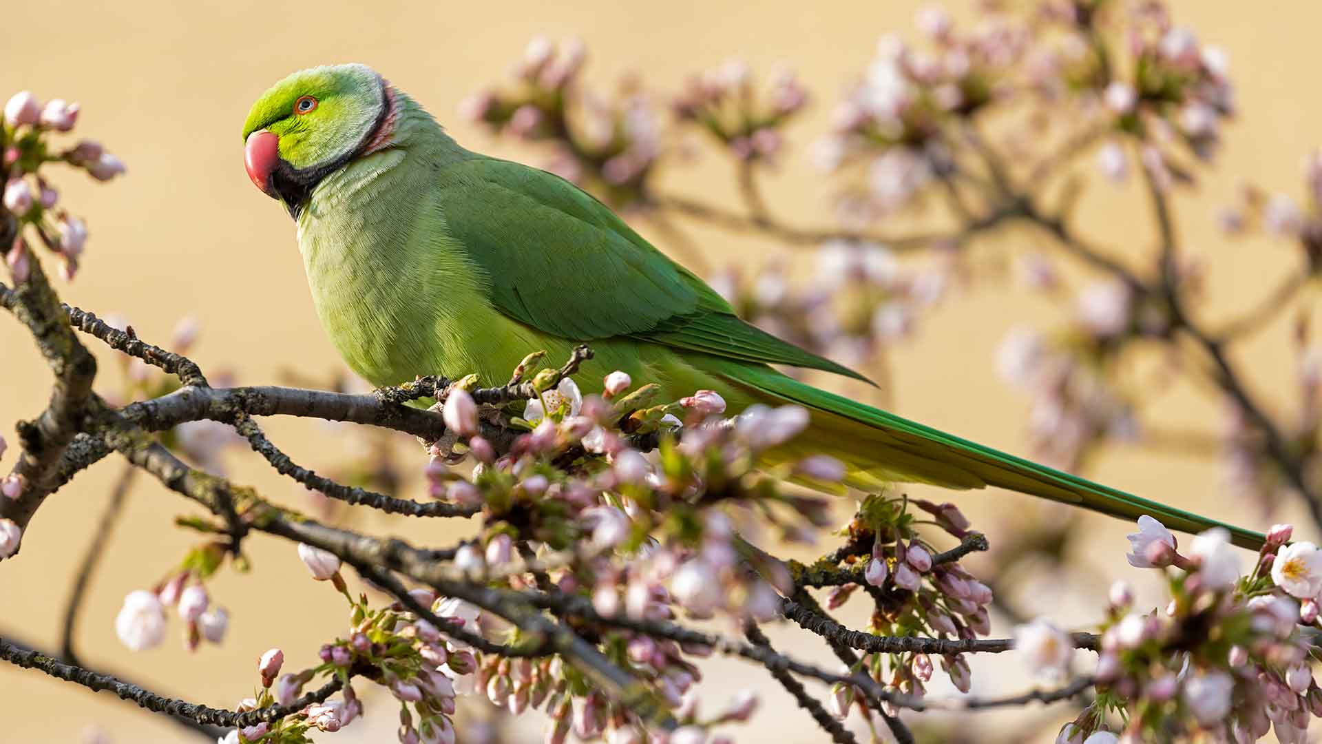 Quaker Parakeet / Monk Parakeet