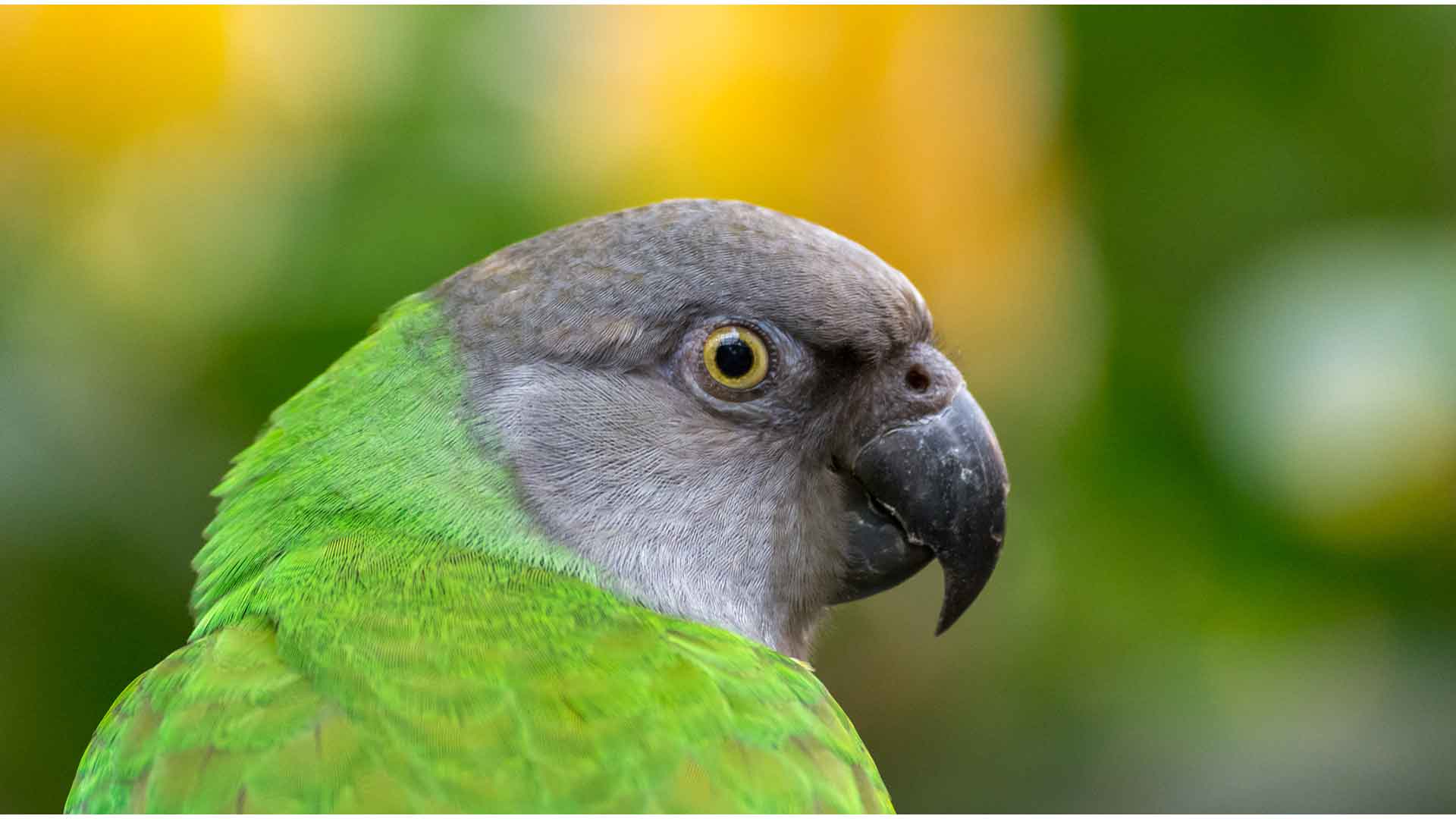Senegal Parrot