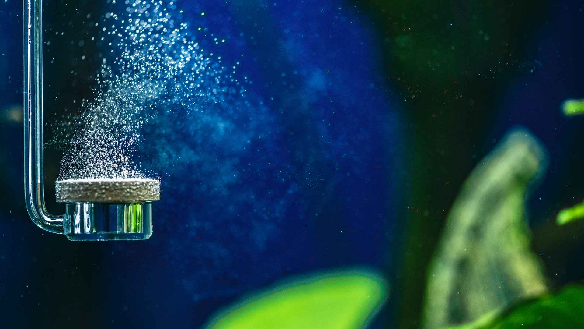 How to Balance Oxygen Levels in an Aquarium?