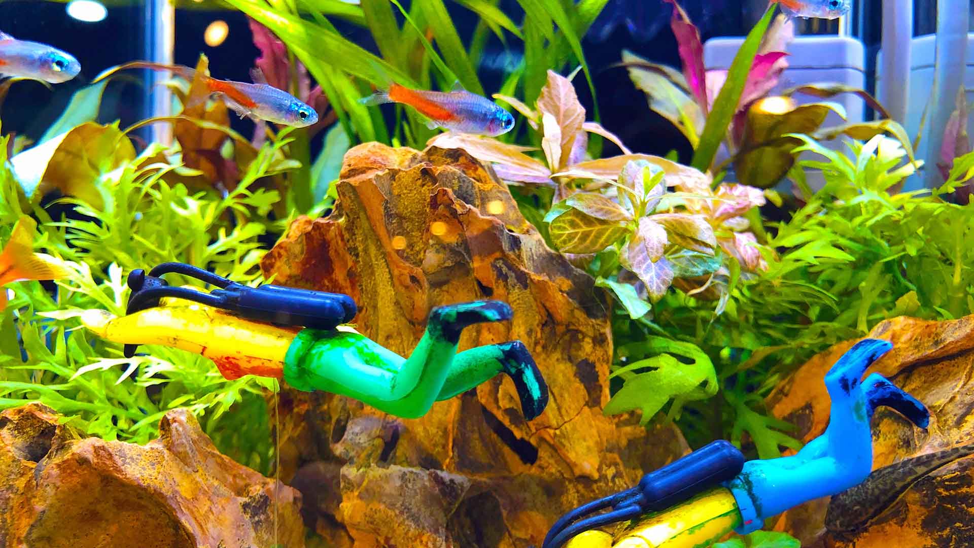 Play and Interaction Indicators in Aquarium Fish