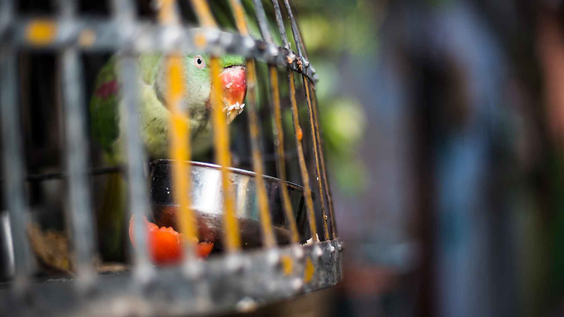 Natural Daylight and Providing a Sleep Area for Parrots