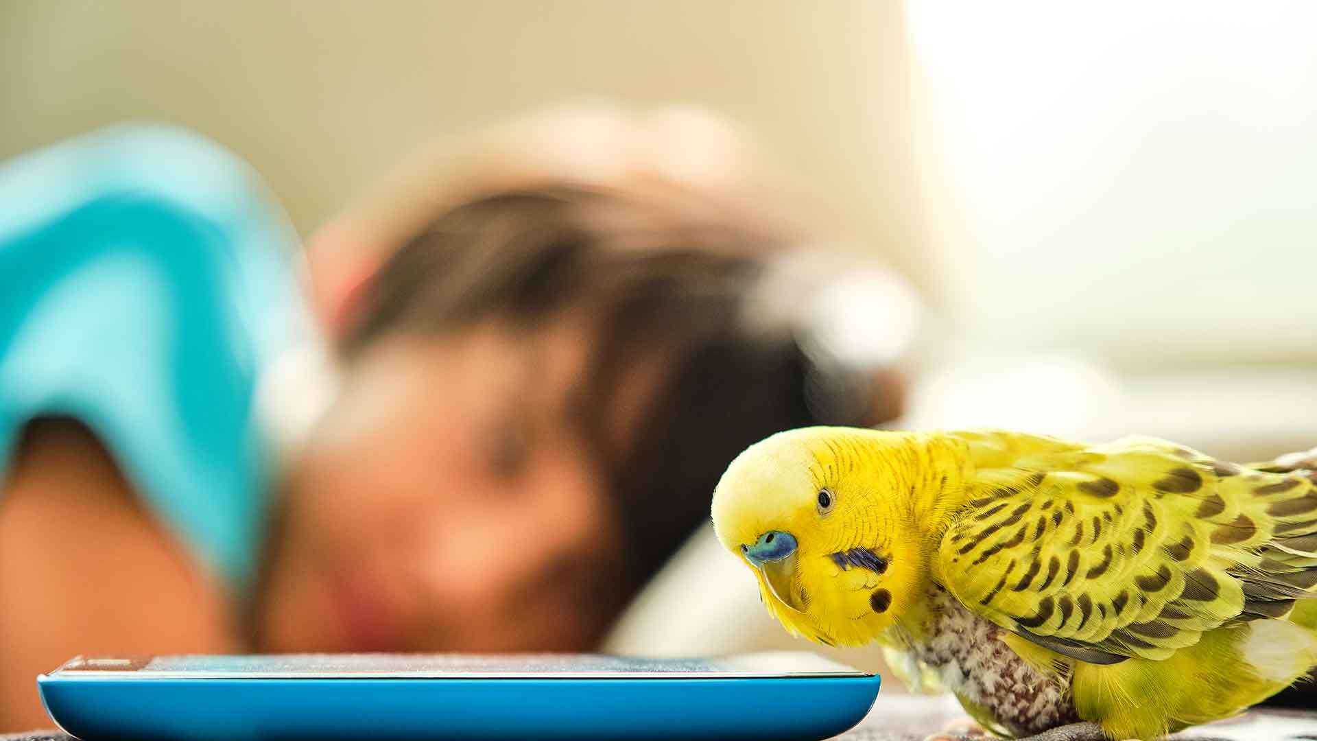 Bathing Guide for Budgerigars: When and How Should It Be Done?