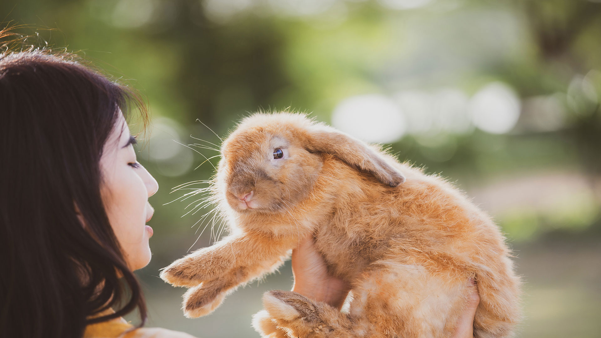 Cute but Delicate Like a Rabbit: What You Need to Know About Caring for Rabbits at Home