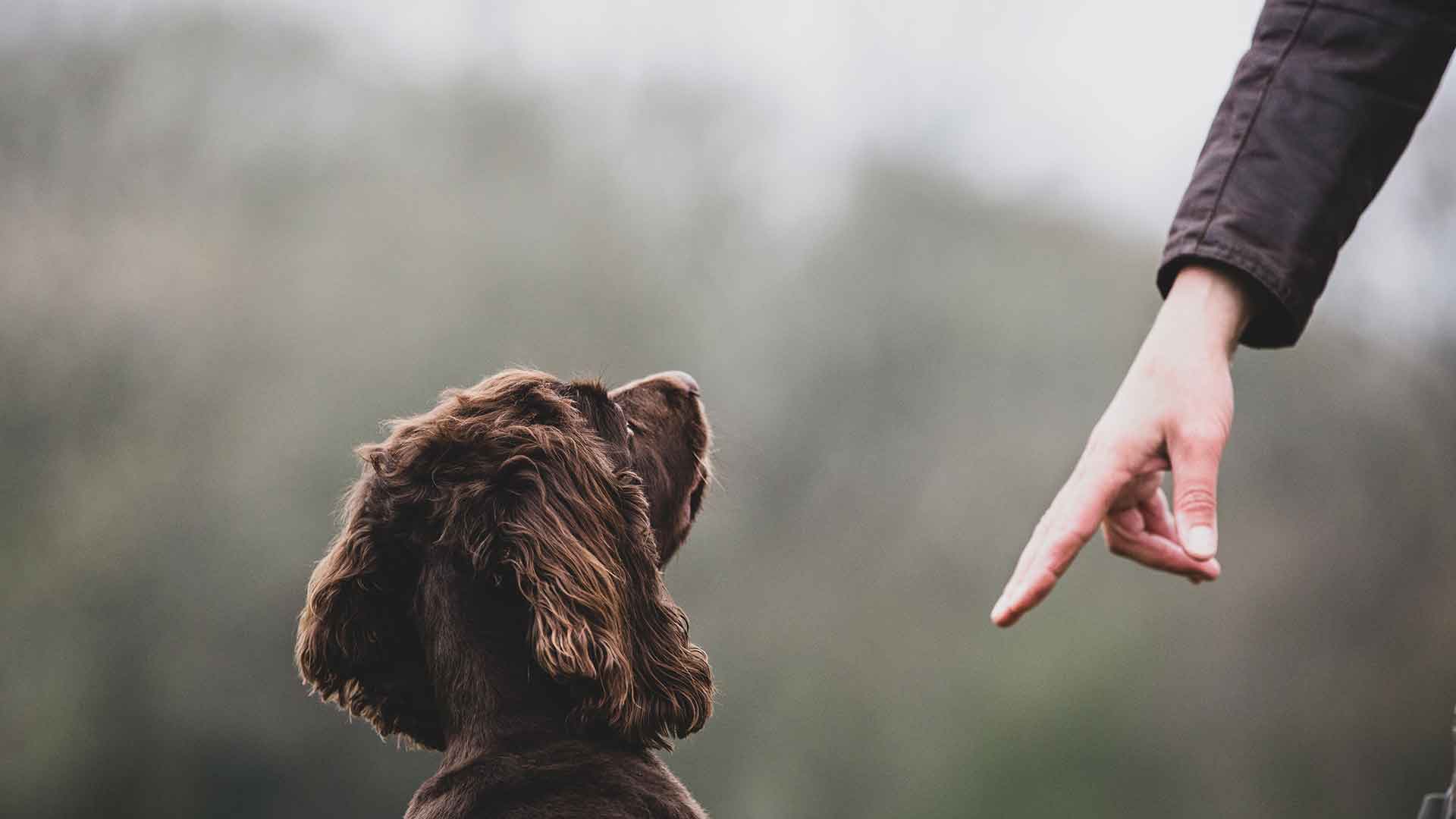 The Right Ways to Say "No" to Your Dog: Preventing Undesirable Behavior