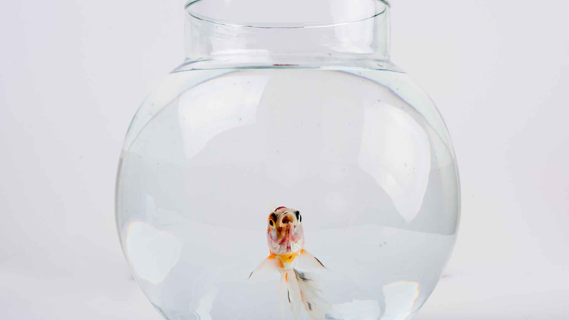 **Aquarium Setup for Beginners: Step-by-Step Guide**