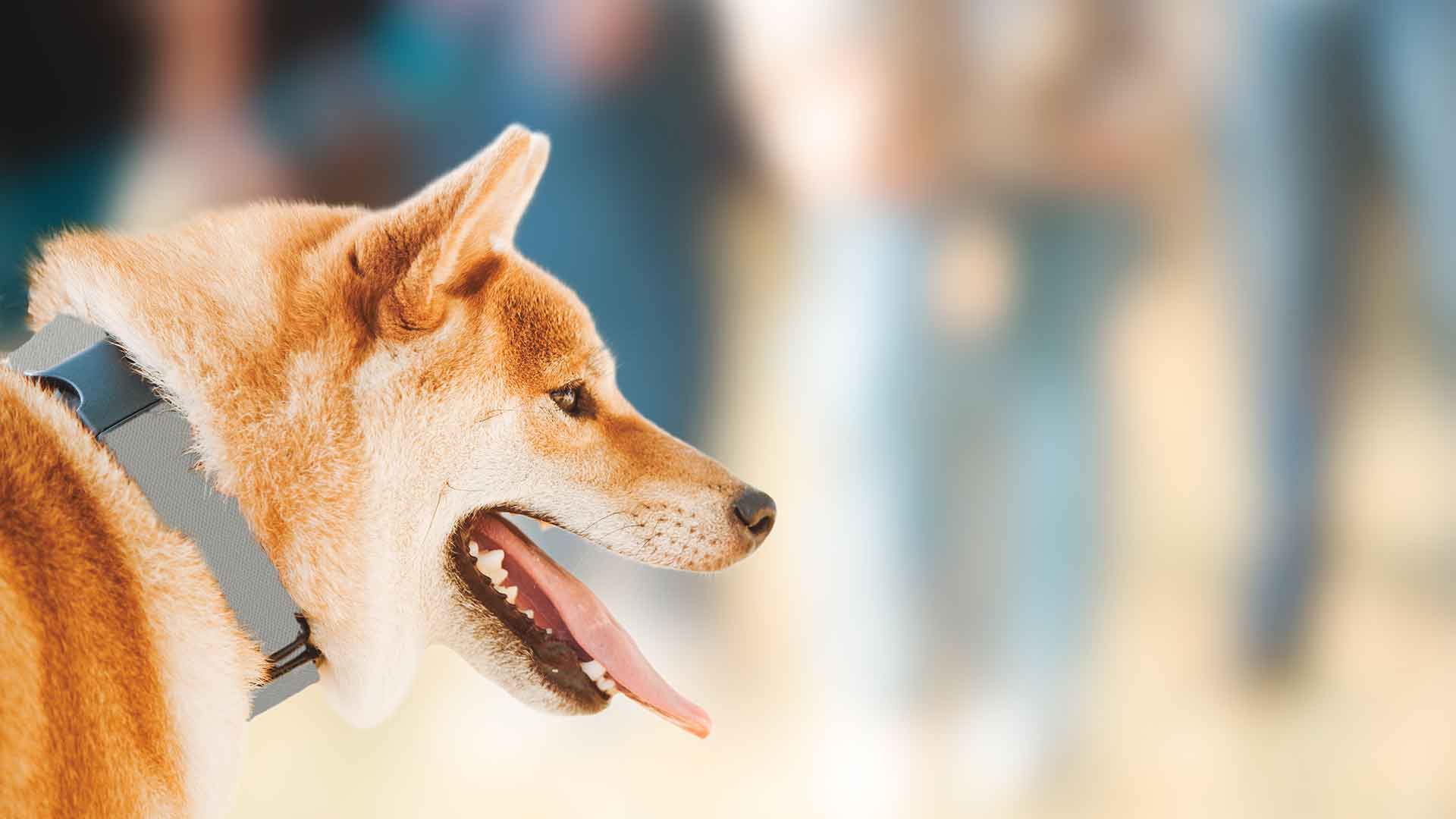 Intellectually Stimulating Games and Activities for Smart Dogs