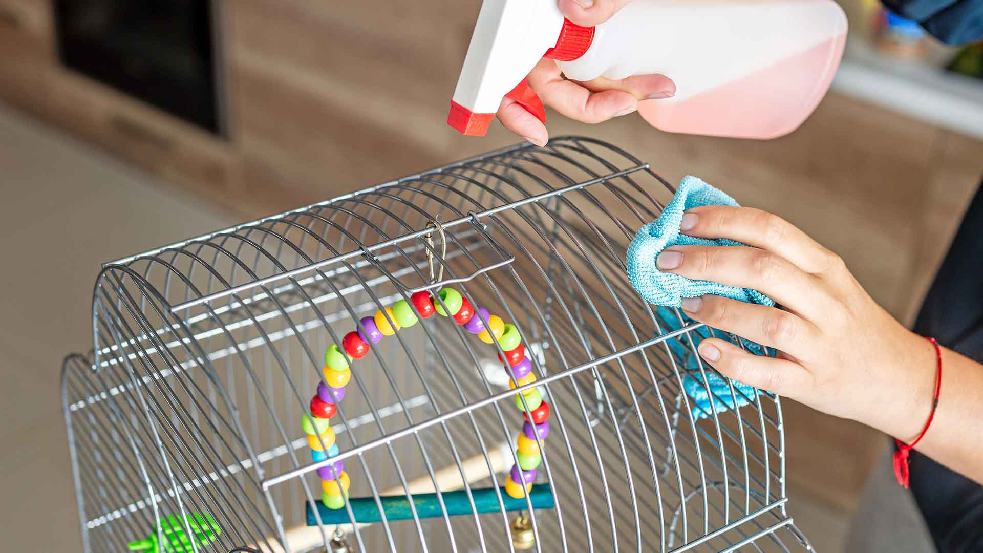 Cage Cleaning and Routine Disinfection for Parrots