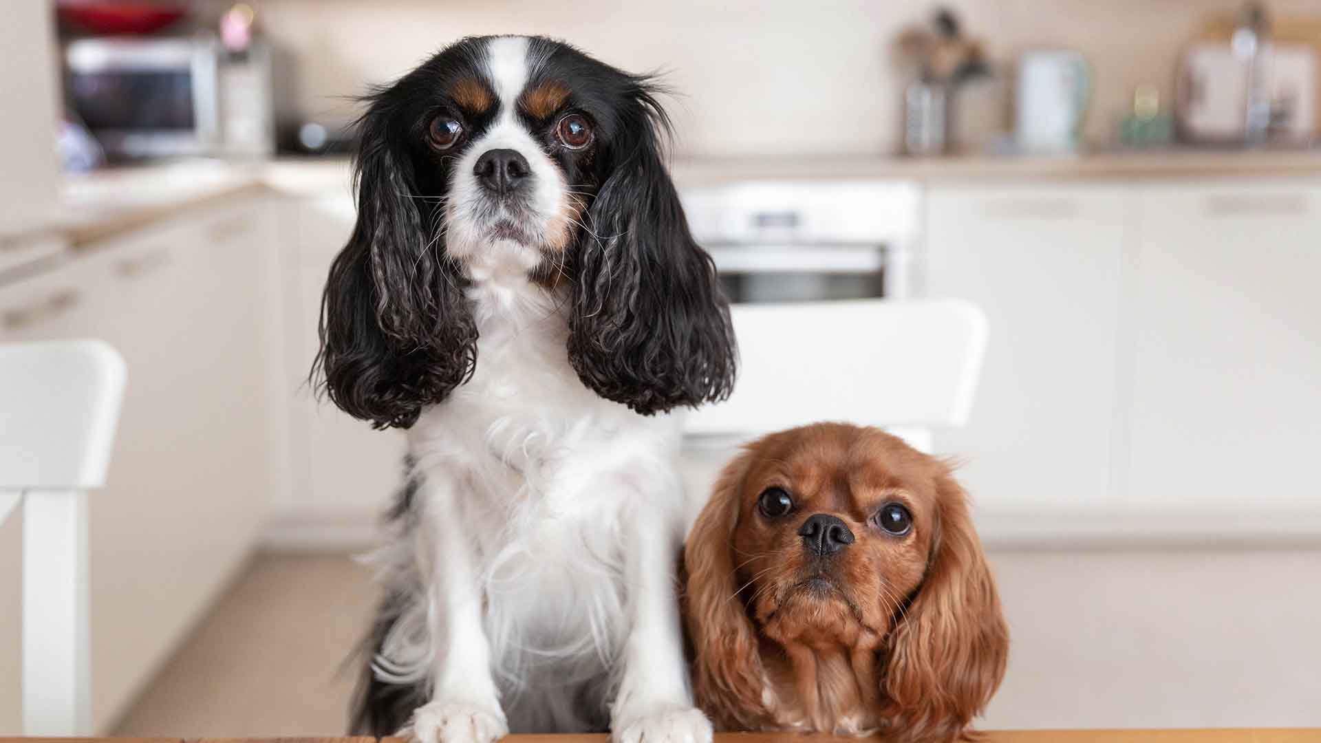 Behaviors to Pay Attention to When Adopting a Second Dog