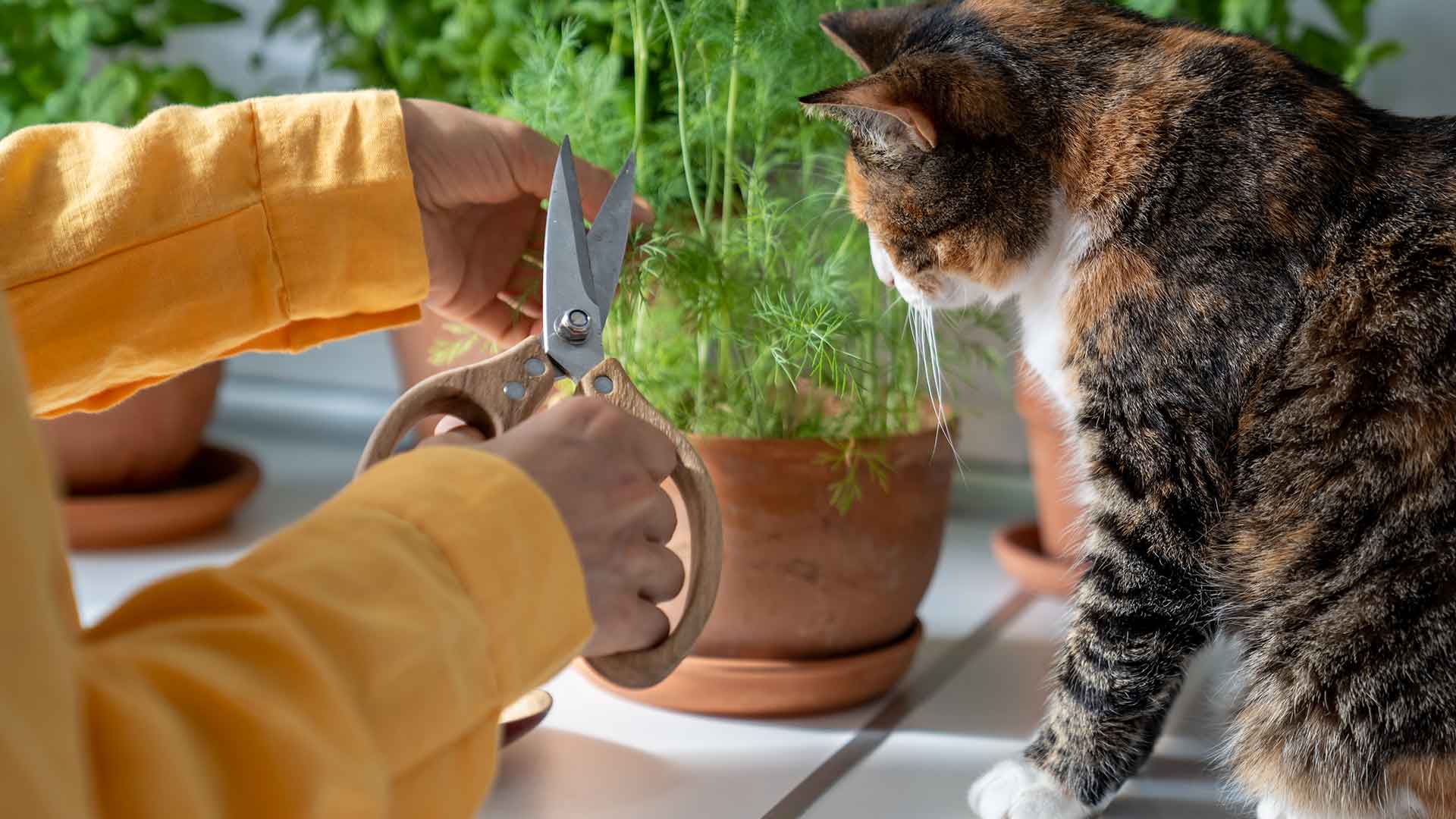 Natural and Herbal Care Methods for Cats