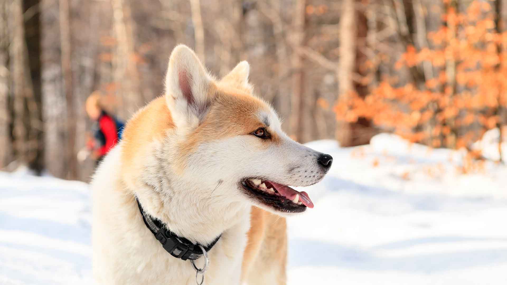 Seasonal Dog Care: What to Watch Out for in Summer and Winter Months