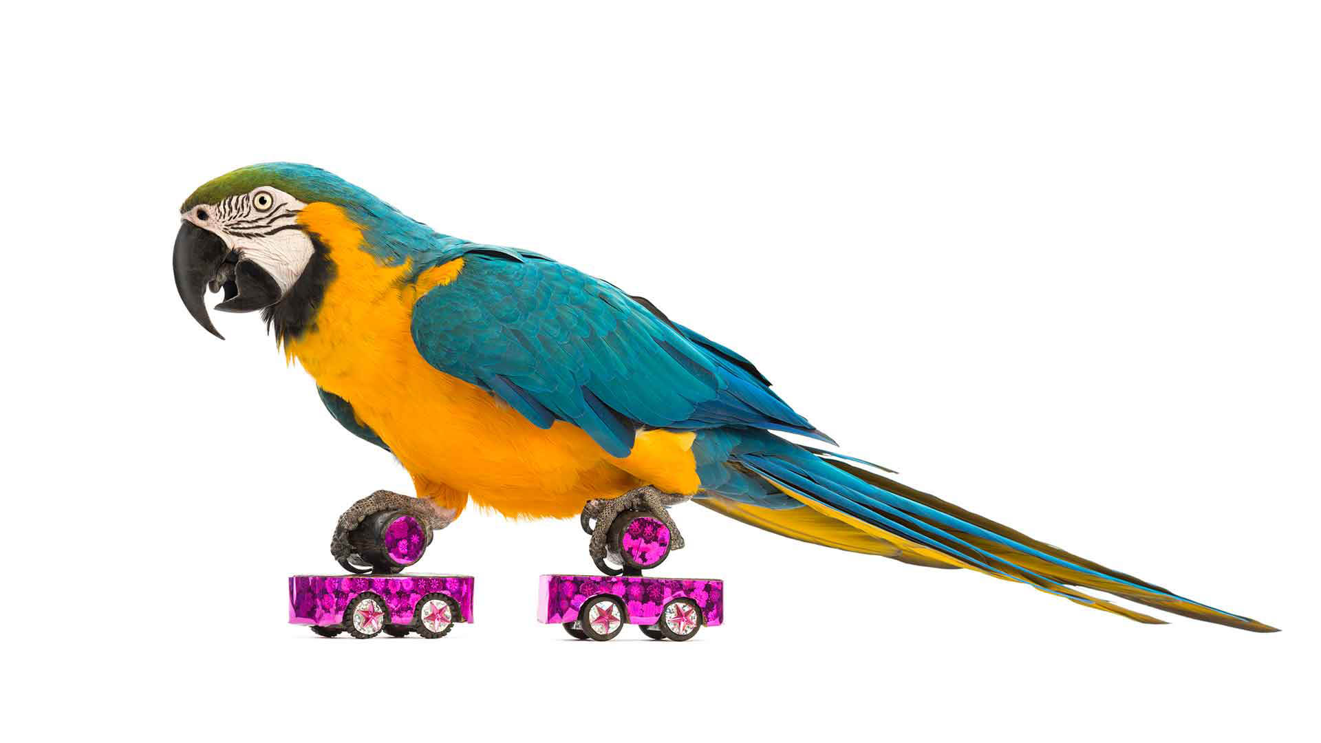 Parrot Intelligence-Boosting Toys (Puzzle Feeders etc.)