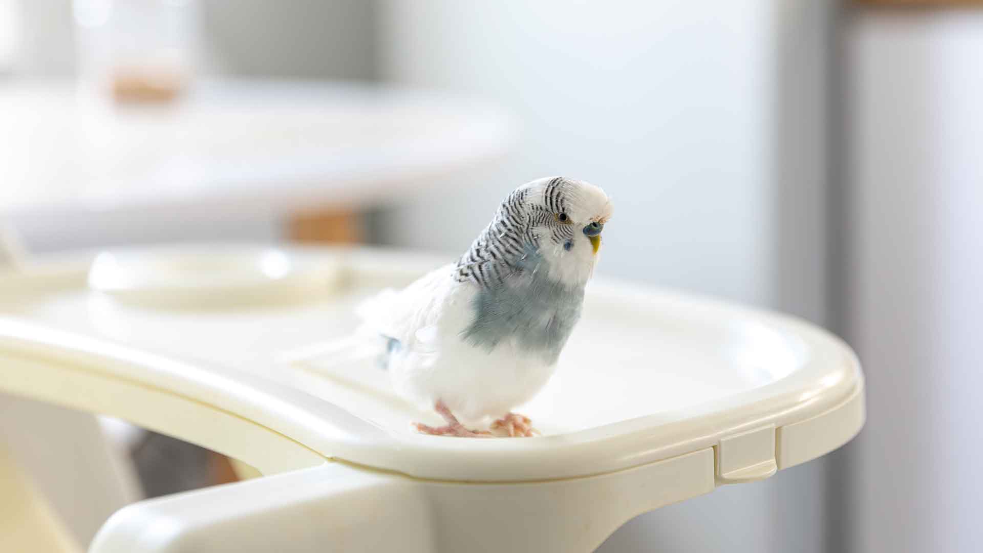 How Are Vaccinations and Health Check-Ups Done in Budgerigars?