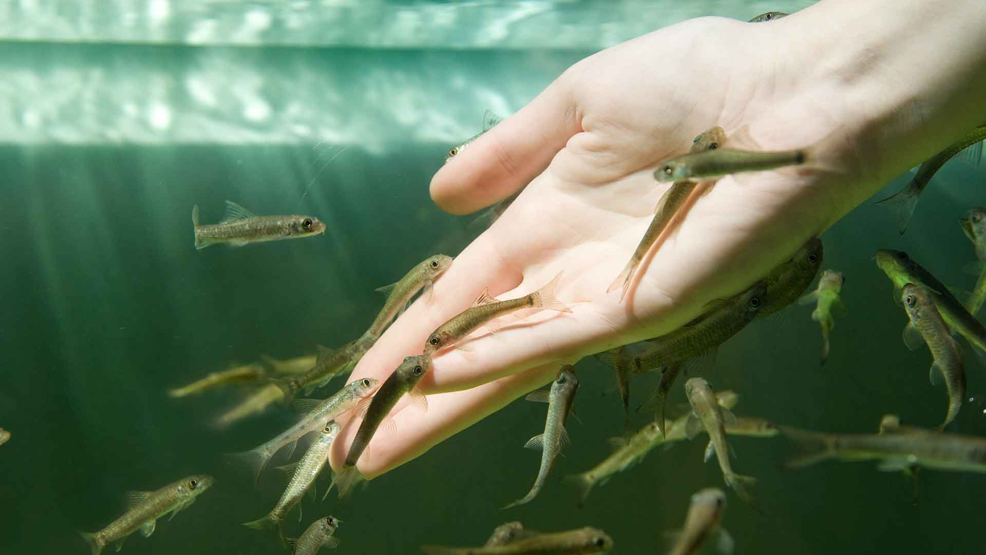 What Do Fish Reactions During Feeding Tell Us?