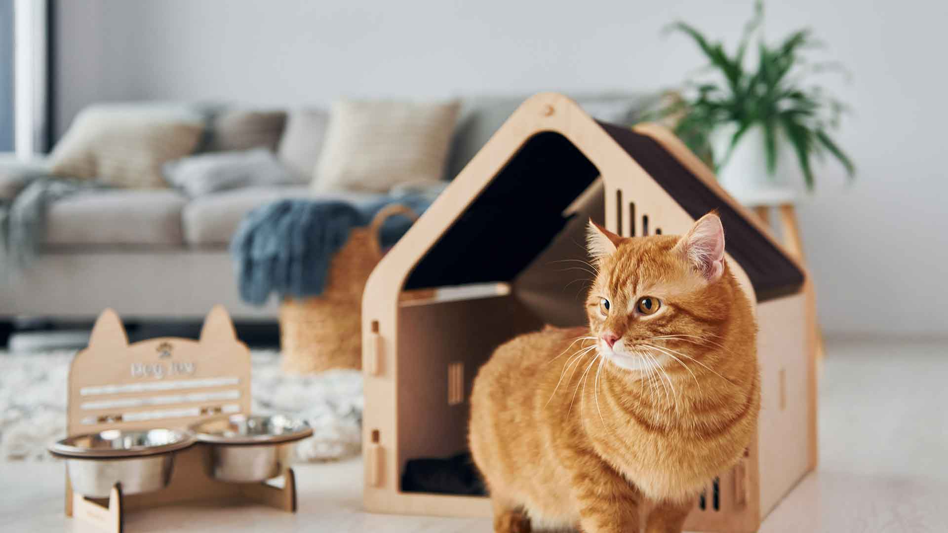 A cat adjusting to a new environment: Things to consider during the first days