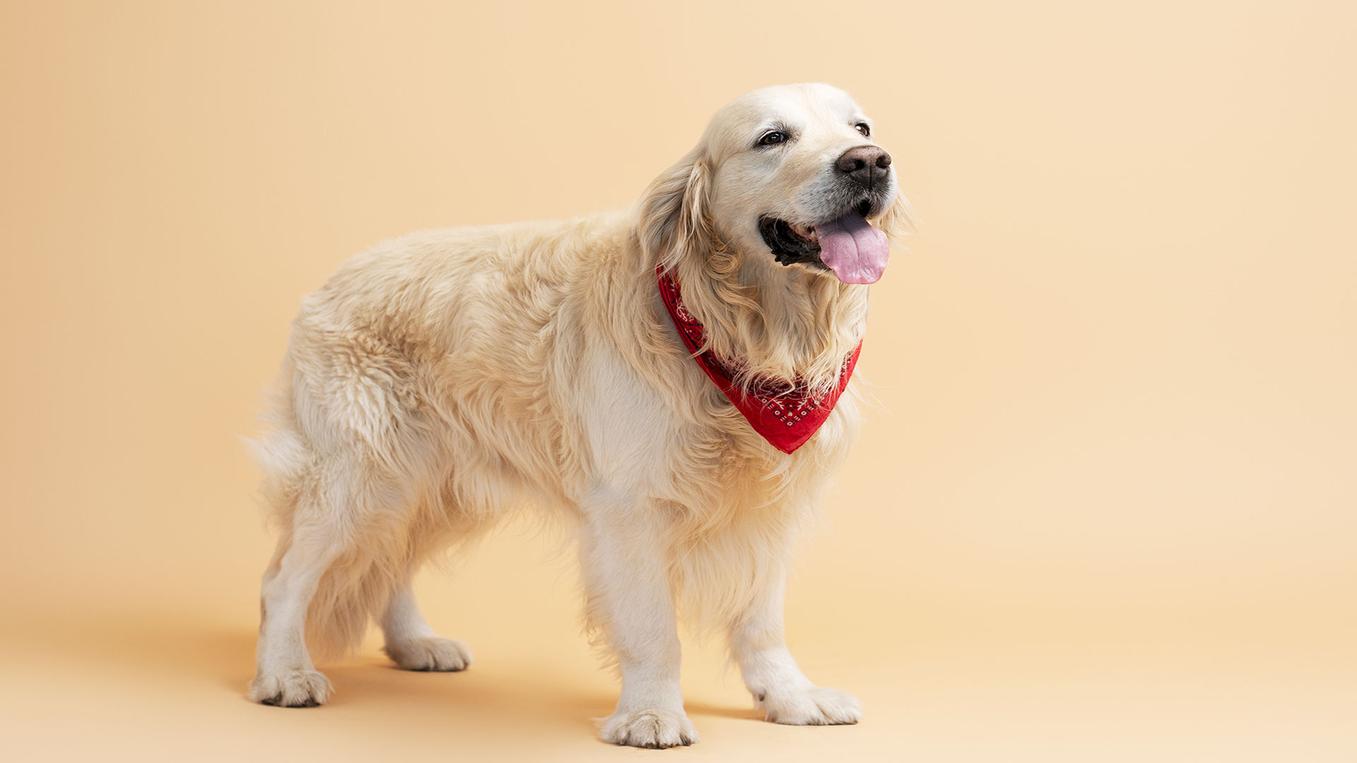 Golden Retriever Care: From Coat Maintenance to Exercise Needs