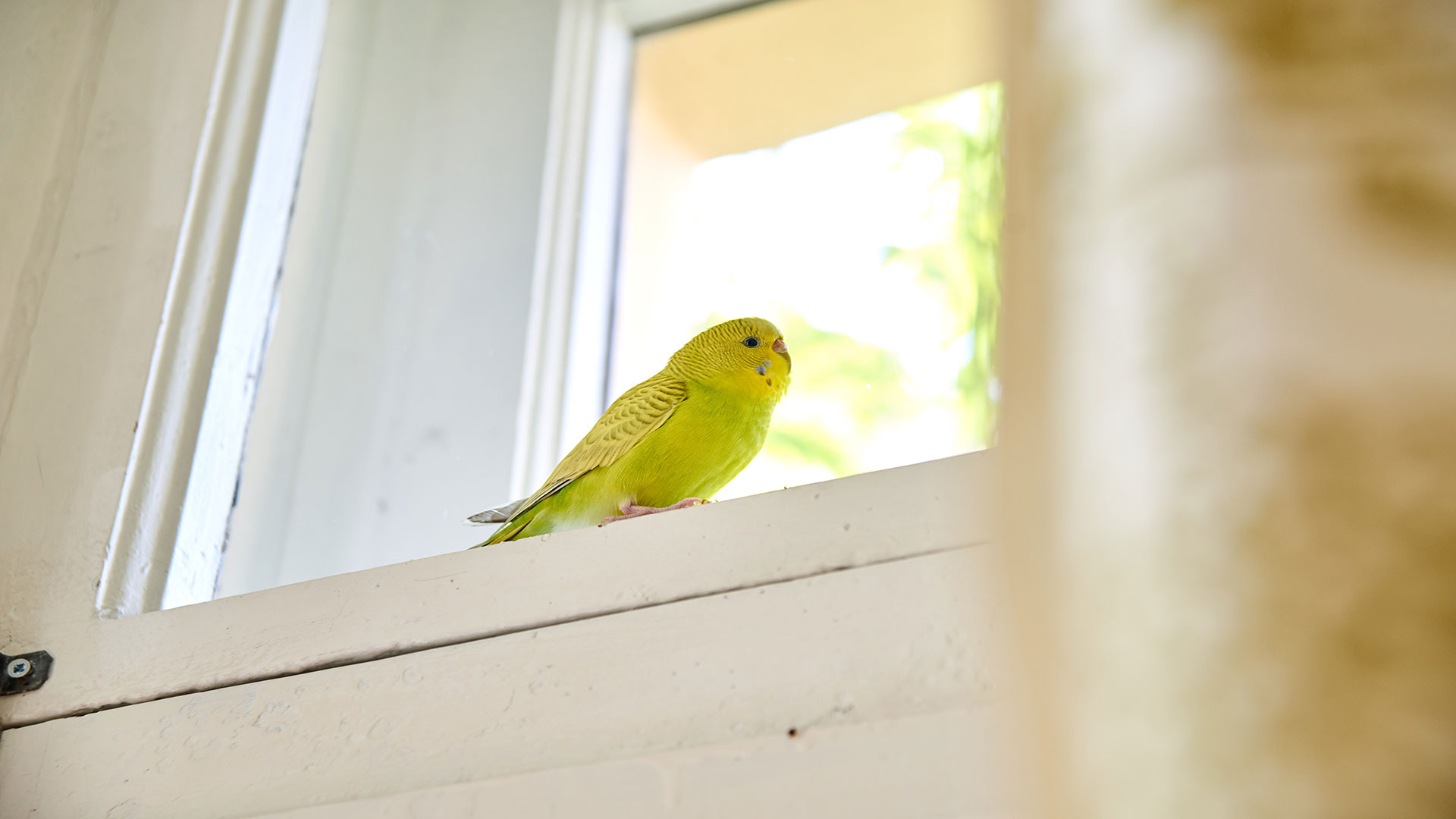 Summer Danger Signal: Signs of Sunstroke in Budgerigars and First Aid