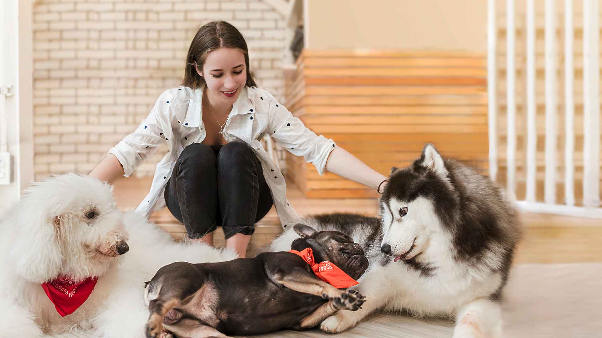 Home Dog Bathing: Tips and Tricks