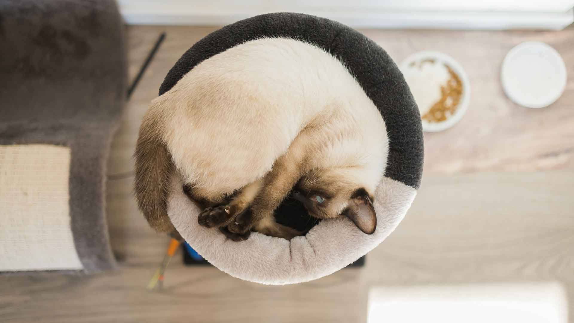 Guide to Creating a Bed and Rest Area for Cats