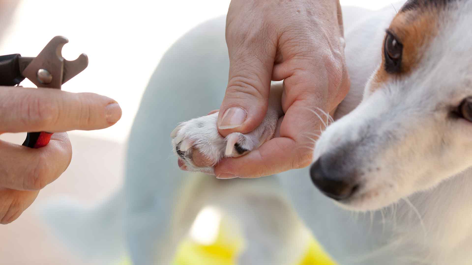 Dog Nail Trimming: How Often and How to Do It