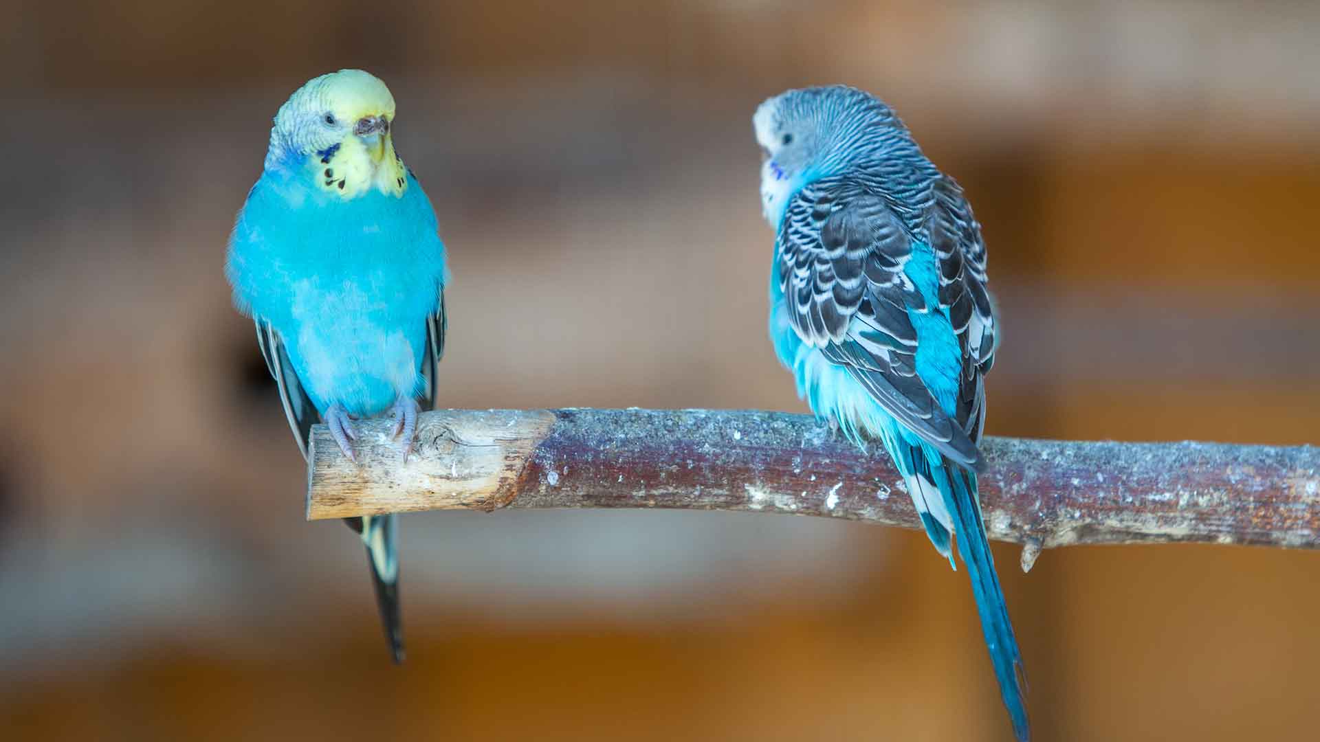 Vocal Communication in Budgies: What Are They Trying to Tell Us?
