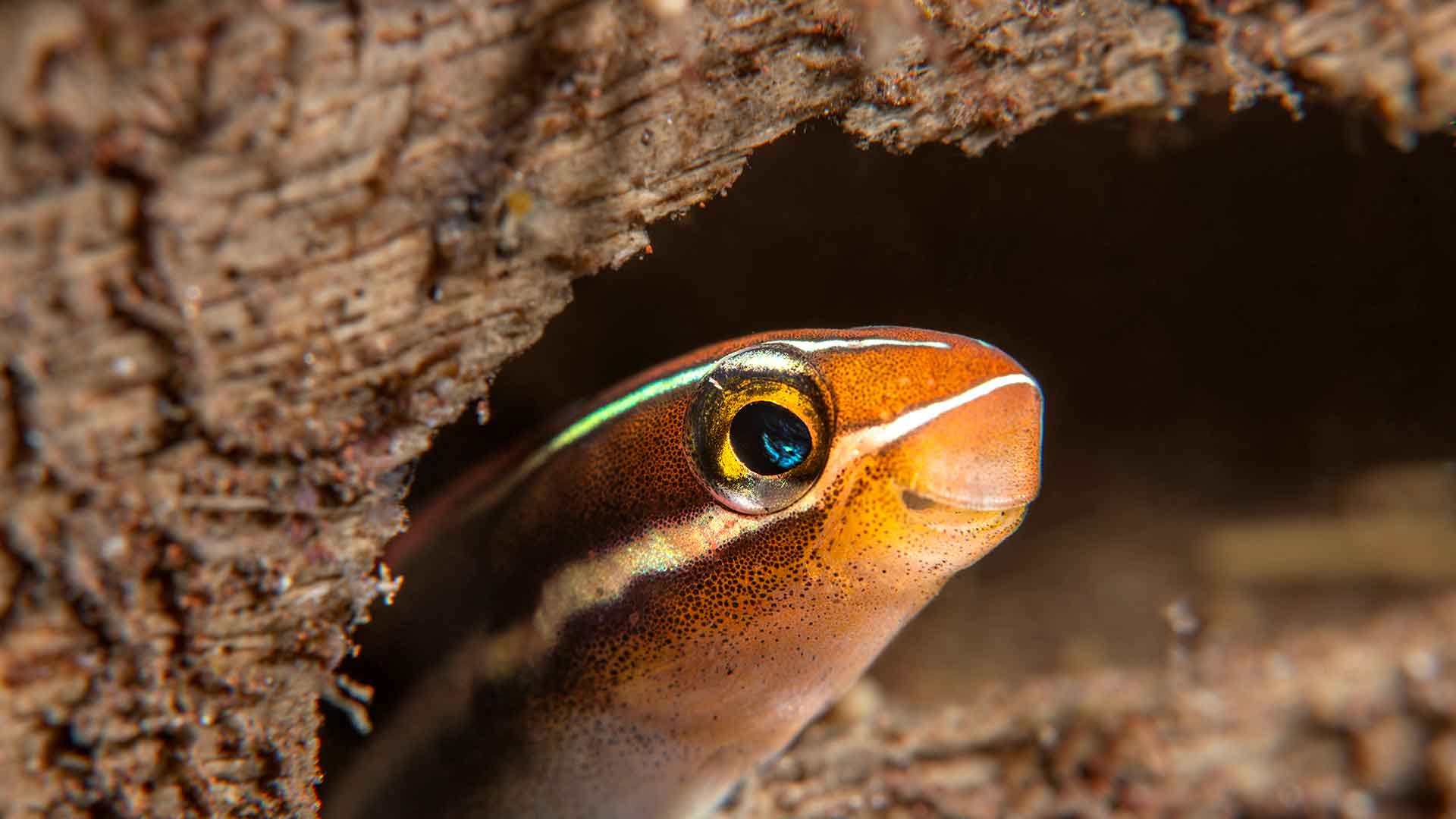 Why Do Fish Hide? Which Behaviors Are Normal?