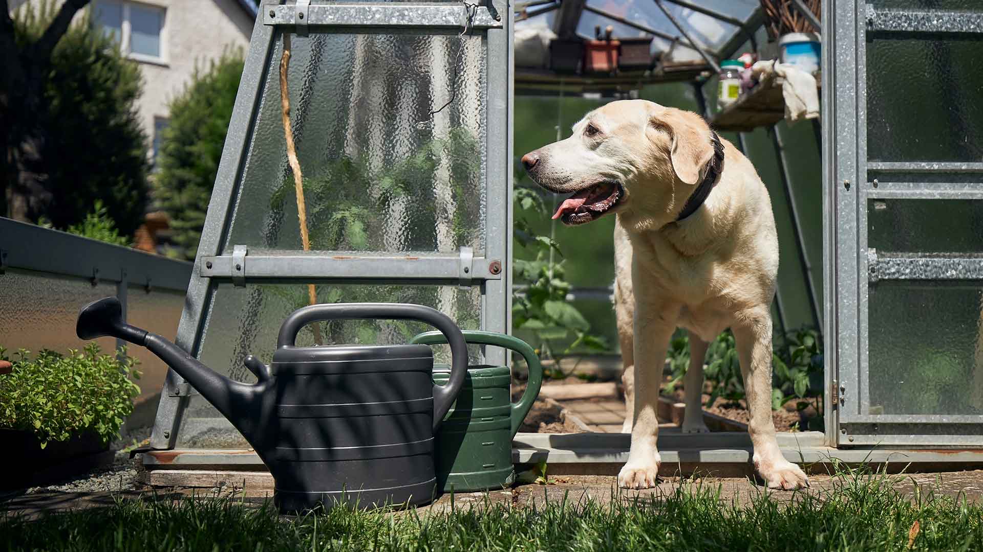 How to Ensure Dog Safety in Homes with Gardens