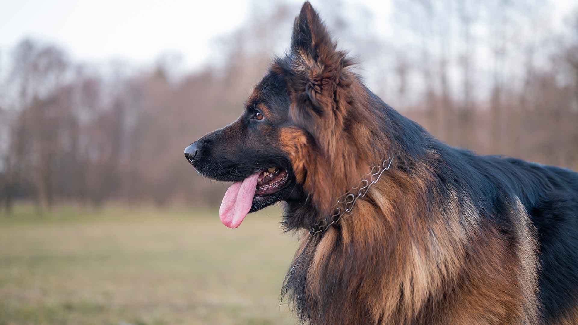 German Shepherd