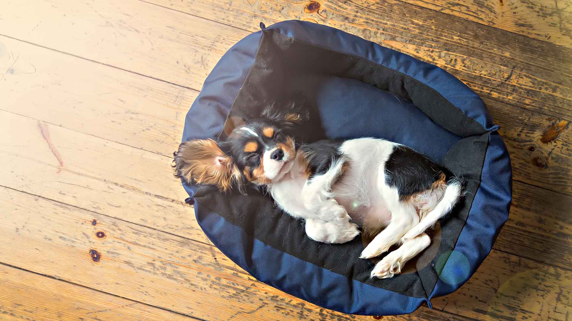 How to Choose the Most Suitable Bed for Dogs?