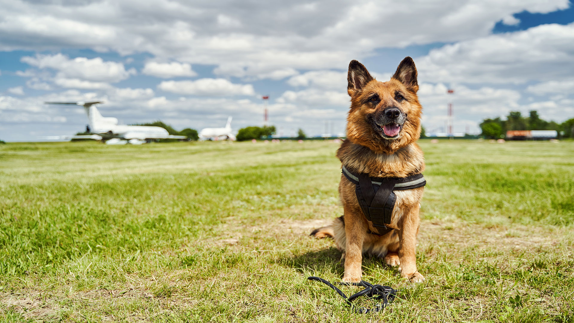 German Shepherd Care: Properly Guiding an Intelligent and Energetic Breed