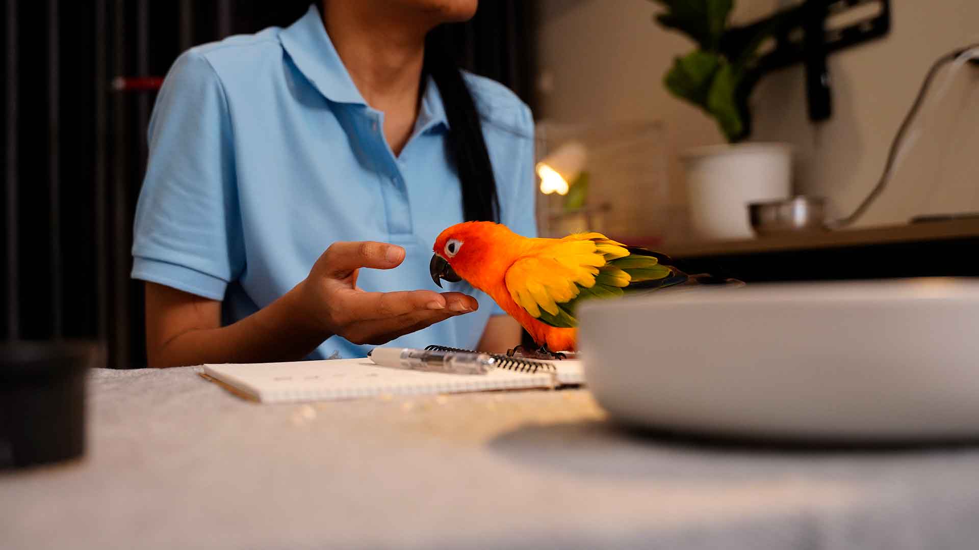 Parrot Proper Nutrition Program