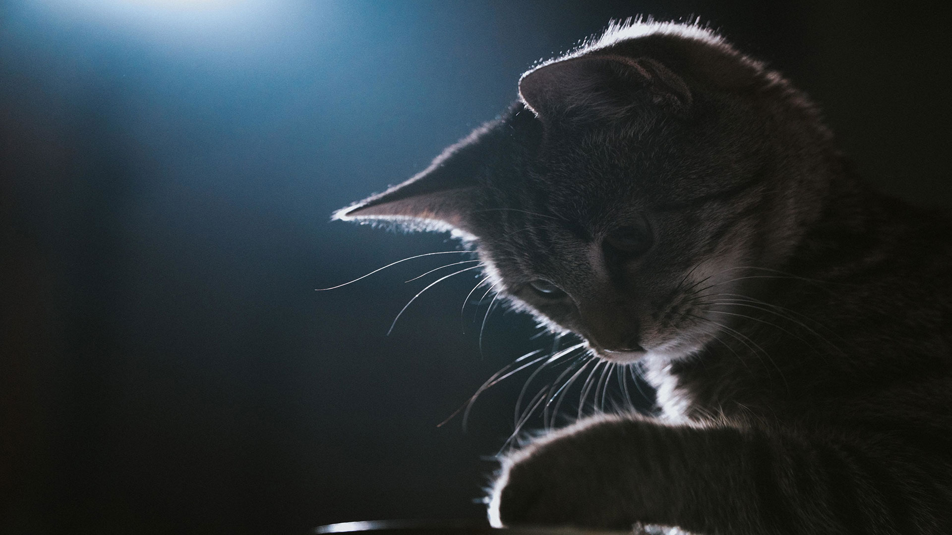 Is Your Cat Jumping Around All Night? Training Tactics to Reduce Nighttime Activity