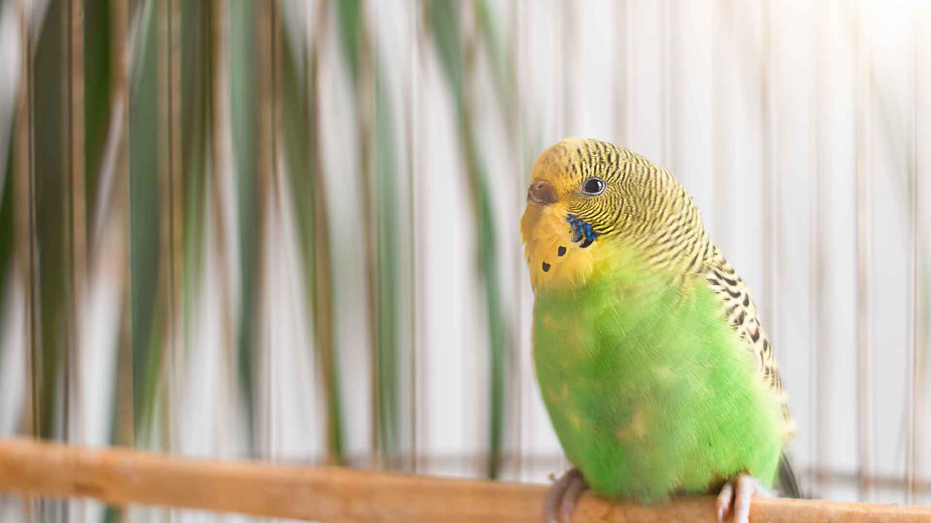 Budgerigar (Budgie)