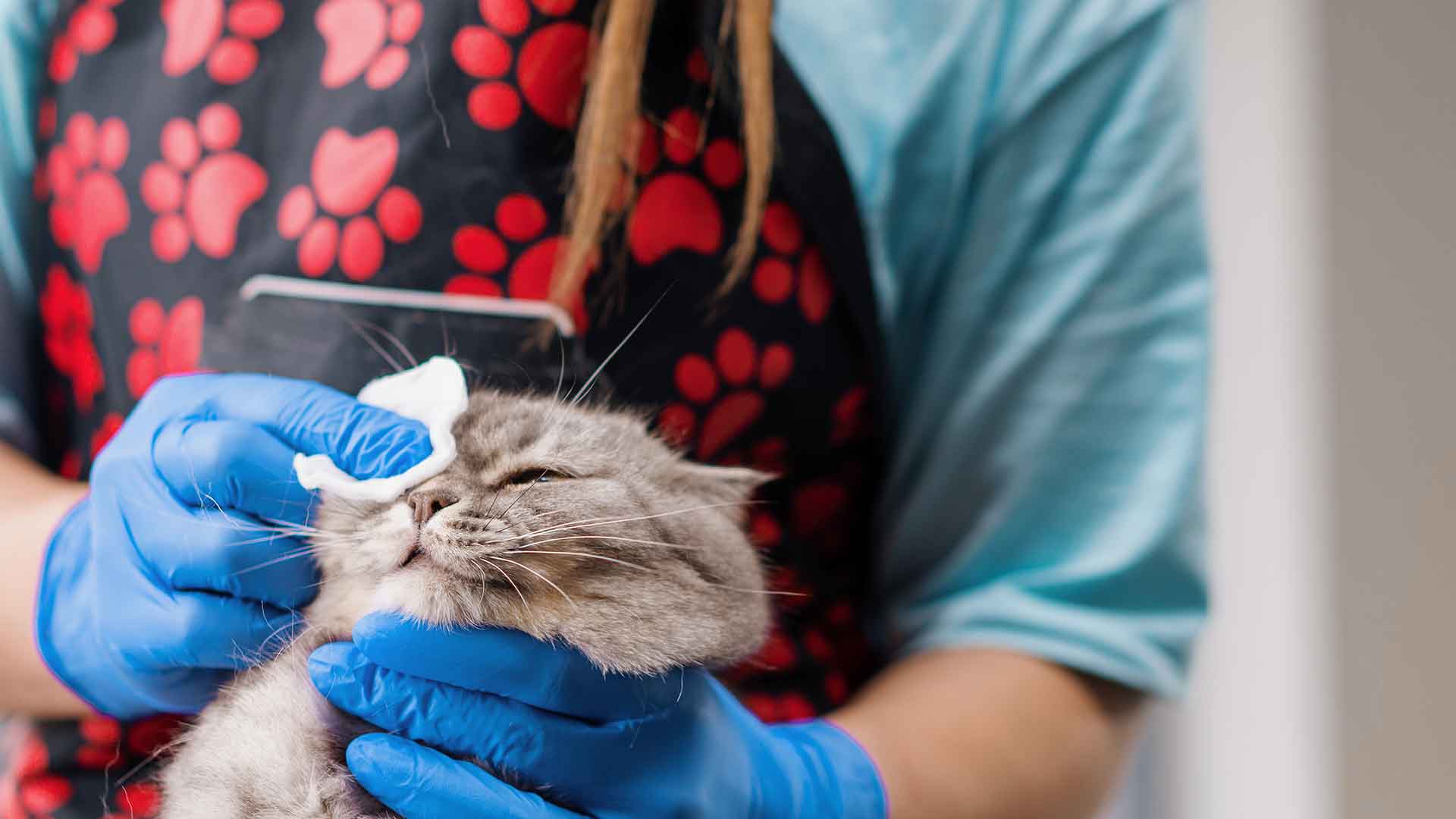 Allergies in Cats: Symptoms and Treatment Methods**