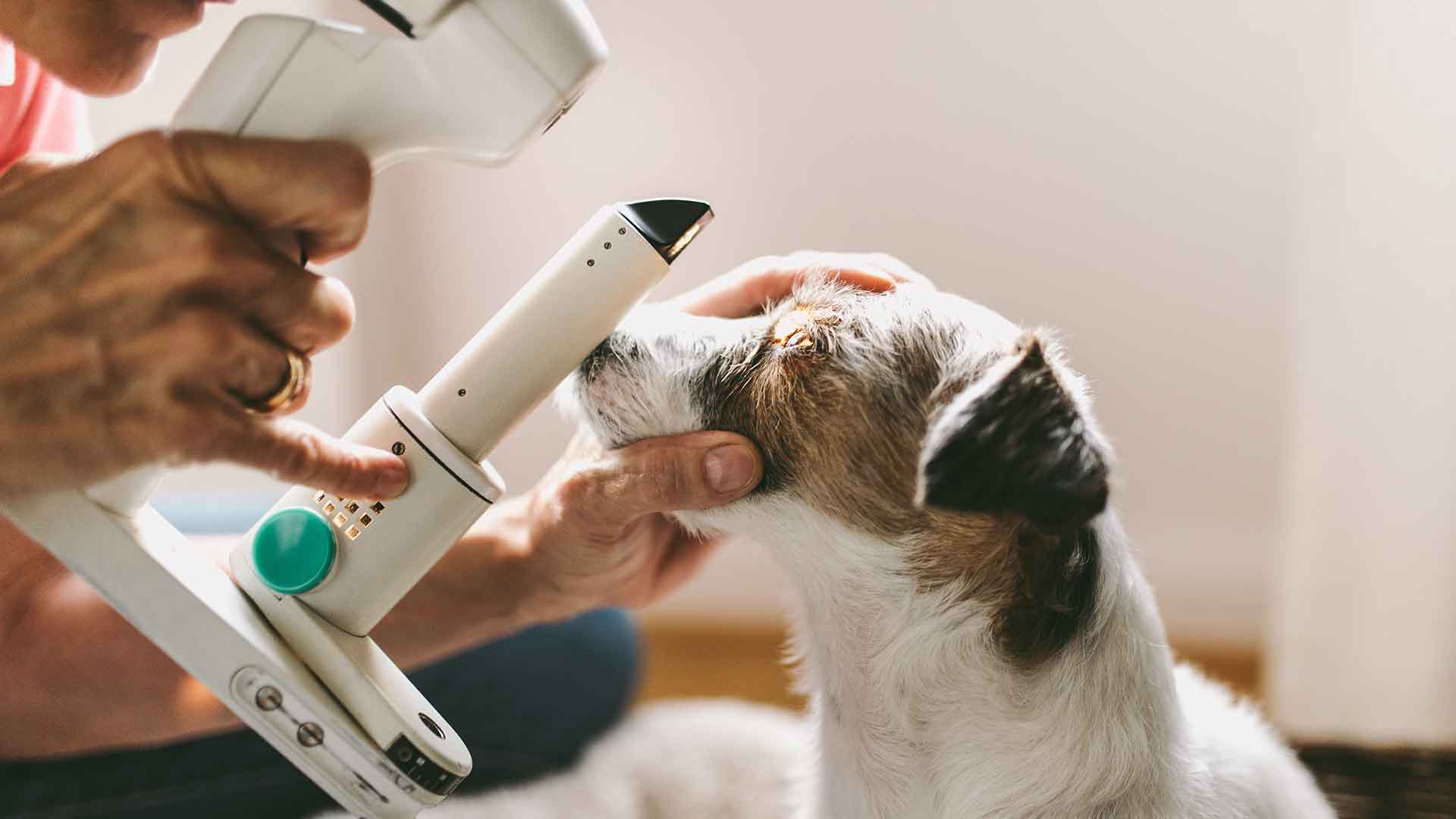 How to Clean Dogs’ Ears and Eyes?