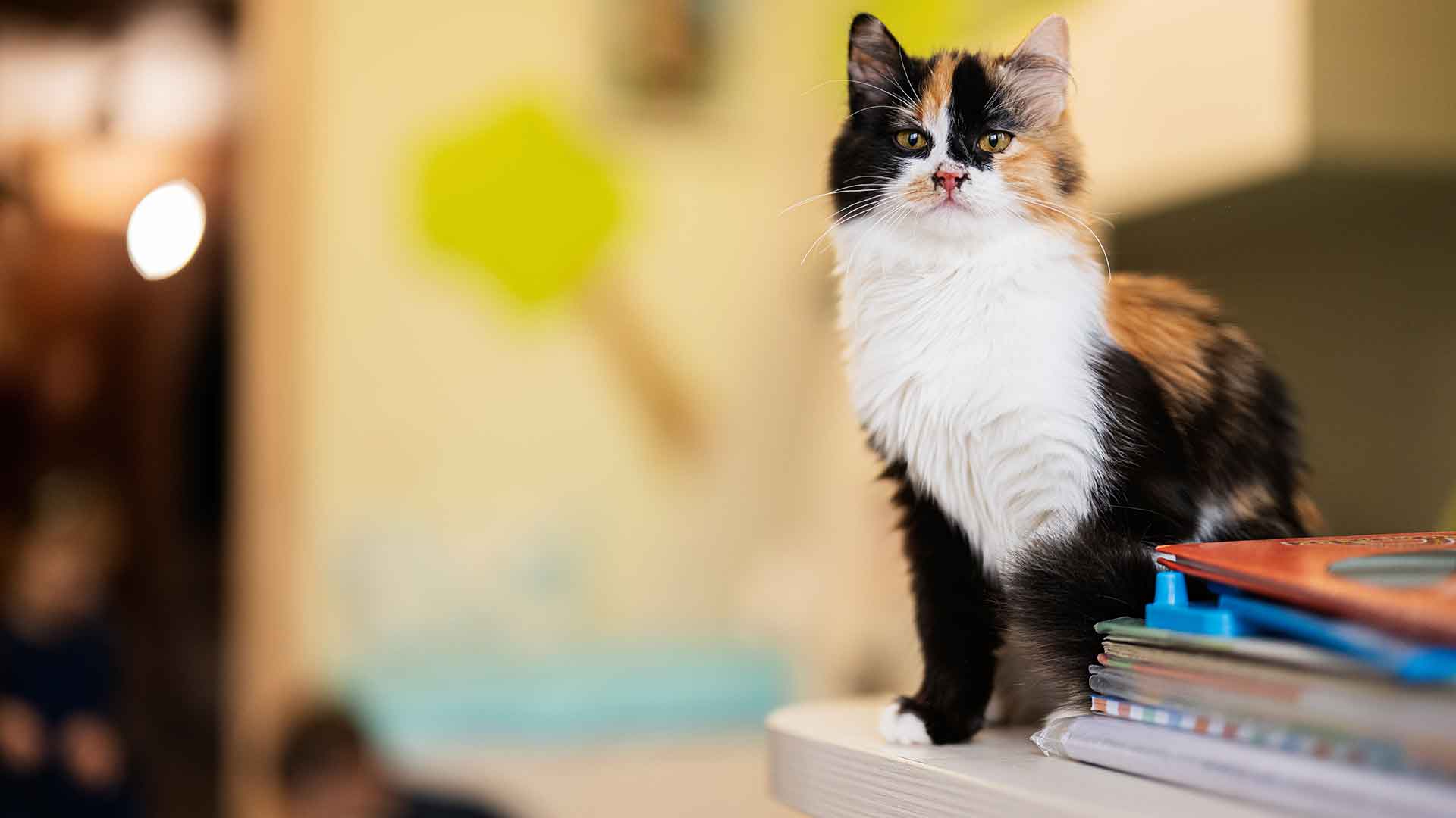 The Importance of Habits and Routines in Cats