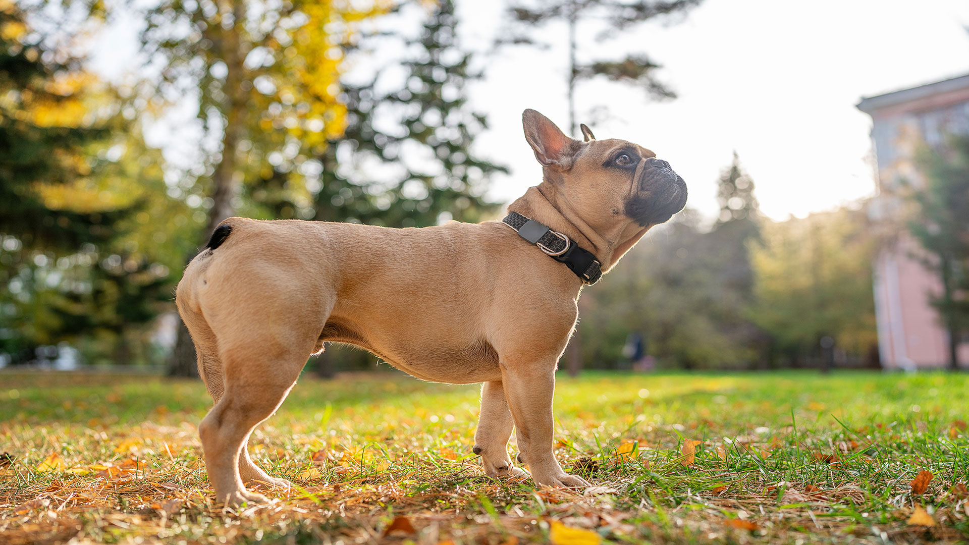 French Bulldog Care: Breathing Difficulties, Exercise Limitations, and Special Climate Requirements