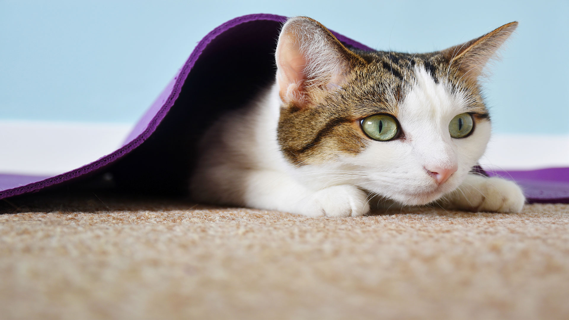 Why Cats Crawl on the Ground: Causes and Underlying Health Issues