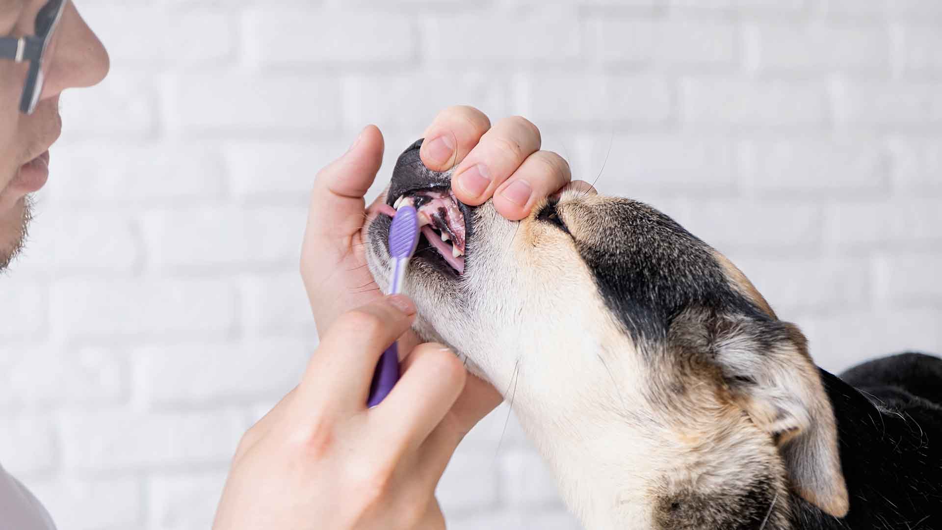 Dental and Oral Health in Dogs: Tooth Brushing and Bad Breath Control