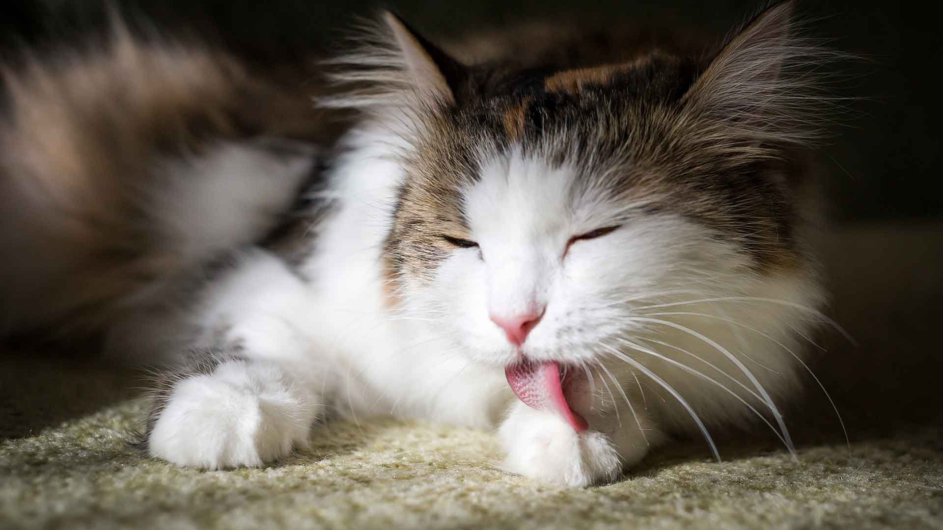 Why Is Your Cat Meowing? Understanding the Different Meanings of Meows