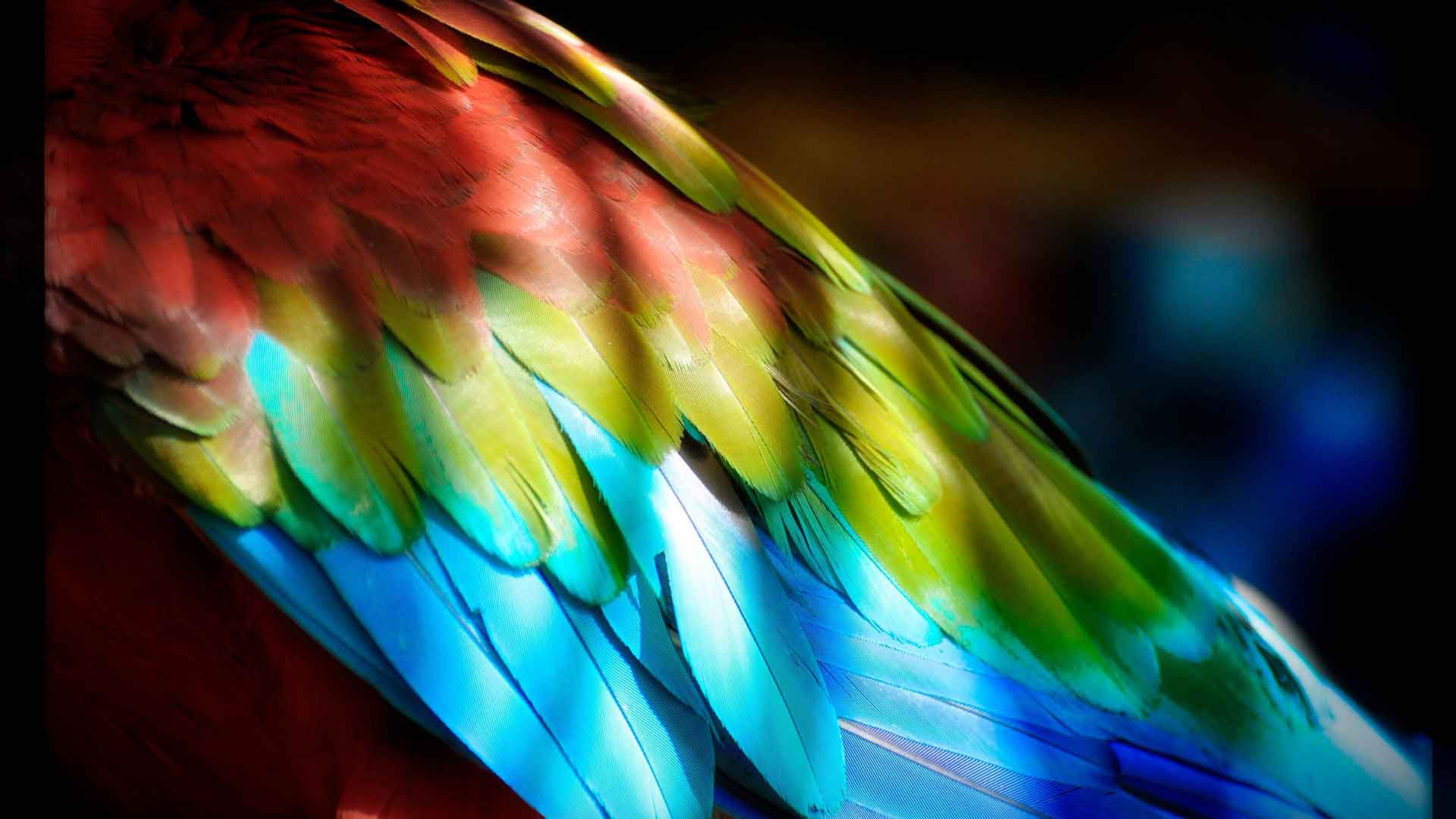 Parrot Feather Care and Nail Trimming