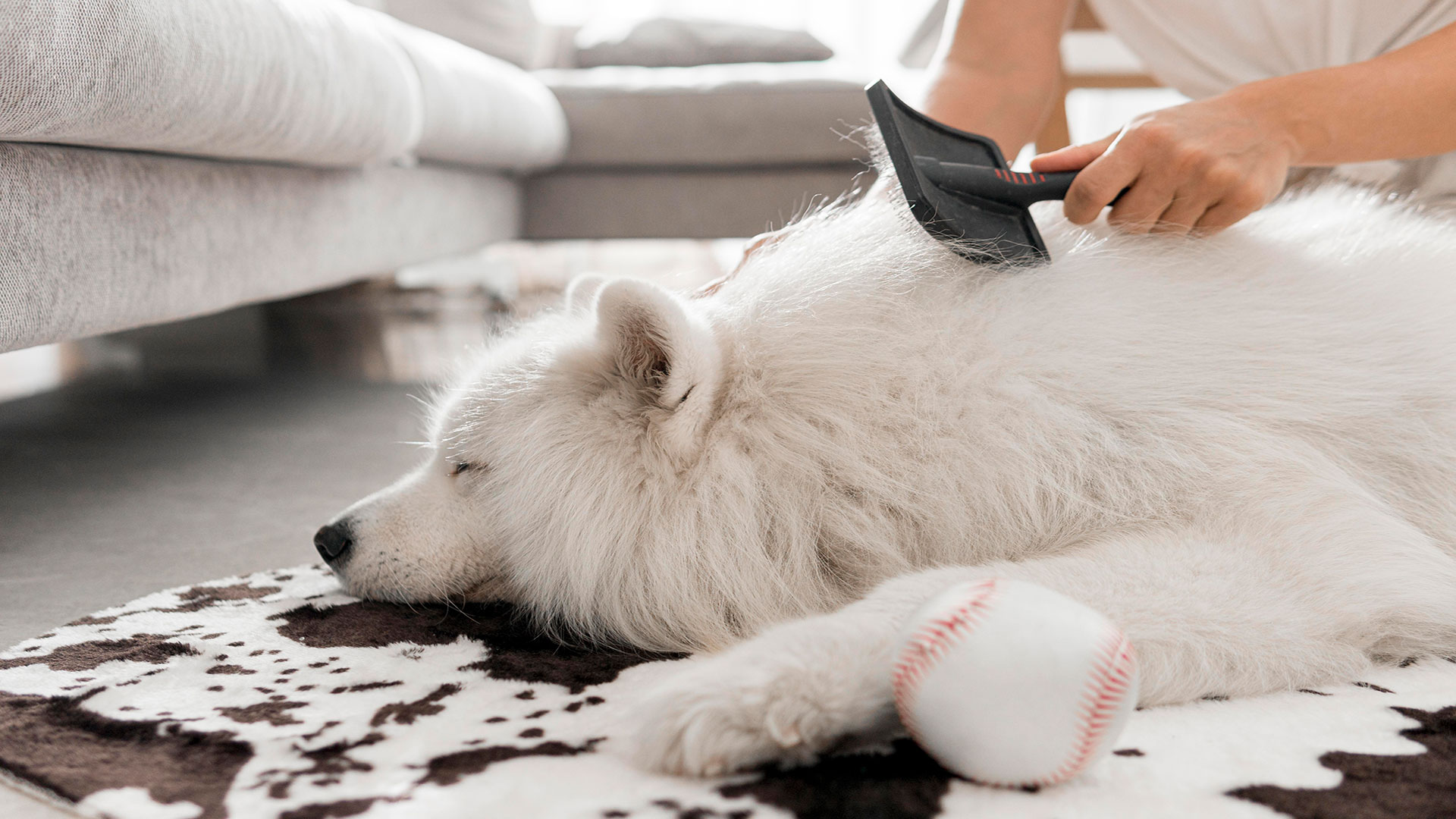 When Does Seasonal Shedding Start in Dogs? How Long Does It Last?