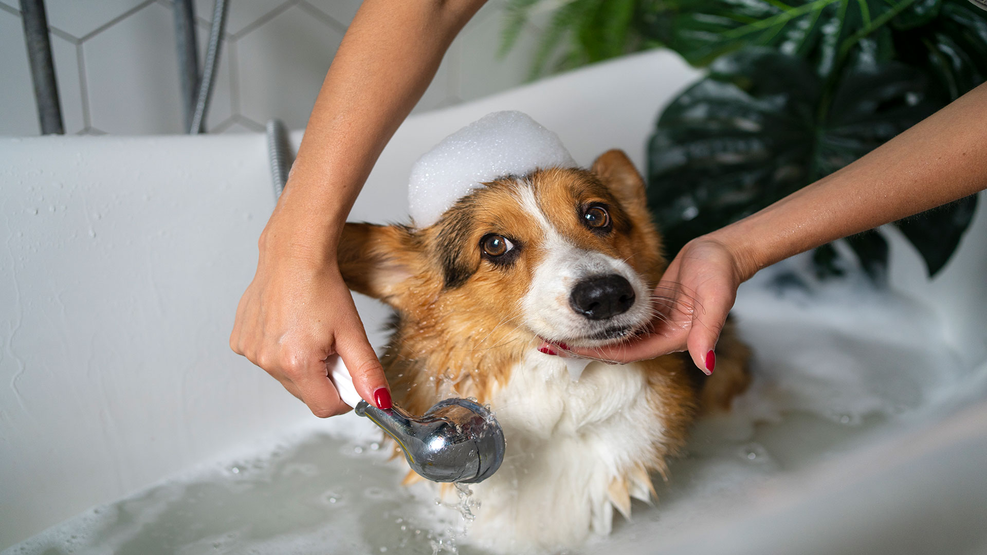 Common Mistakes in Dog Bathing: What to Avoid from Skin Irritation to Stress