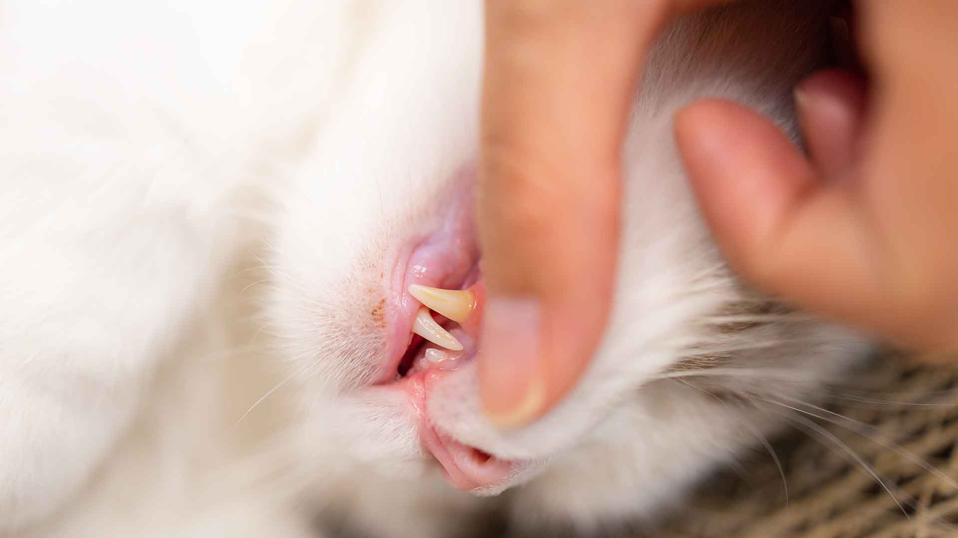 How to Prevent Biting and Scratching Problems in Cats?