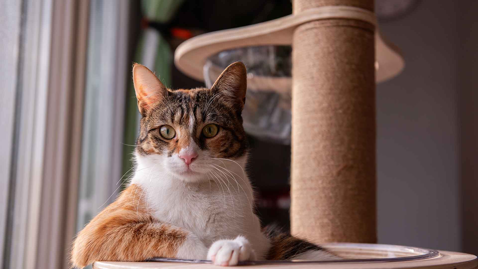 Cat Scratching Post Selection and Usage