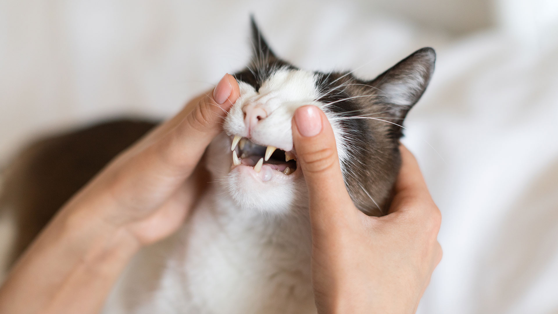 Gingivitis in Cats: The Silent Threat to Oral Health