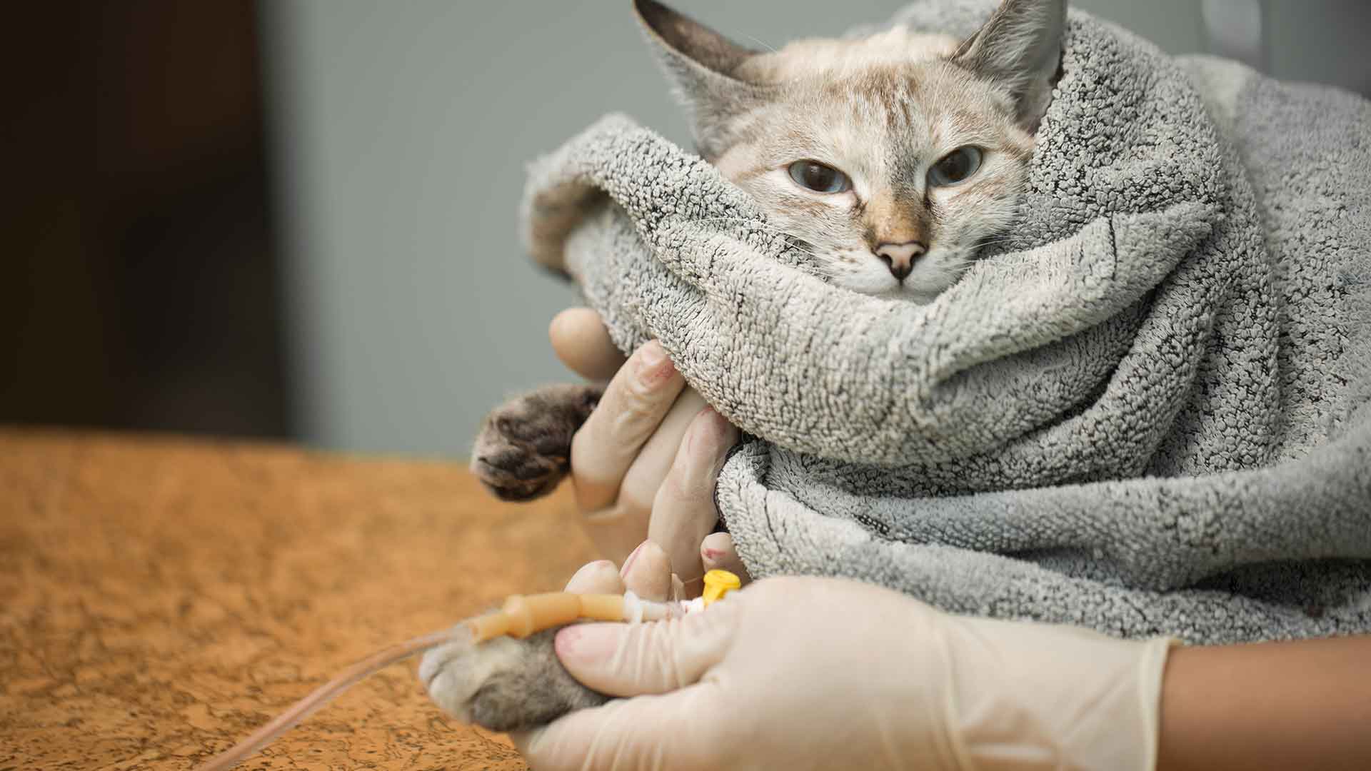 Is Your Cat Sick? Warning Signs You Should Pay Attention To