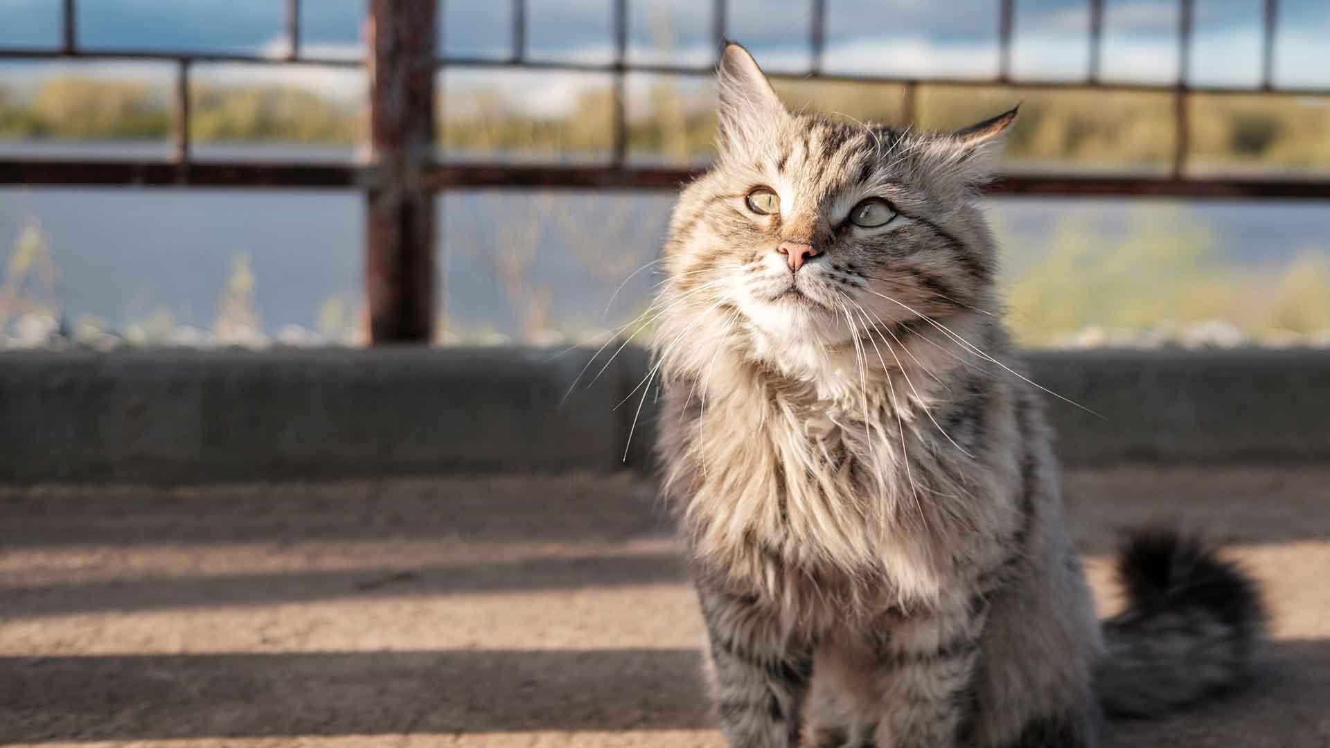 Care Tips for Older Cats