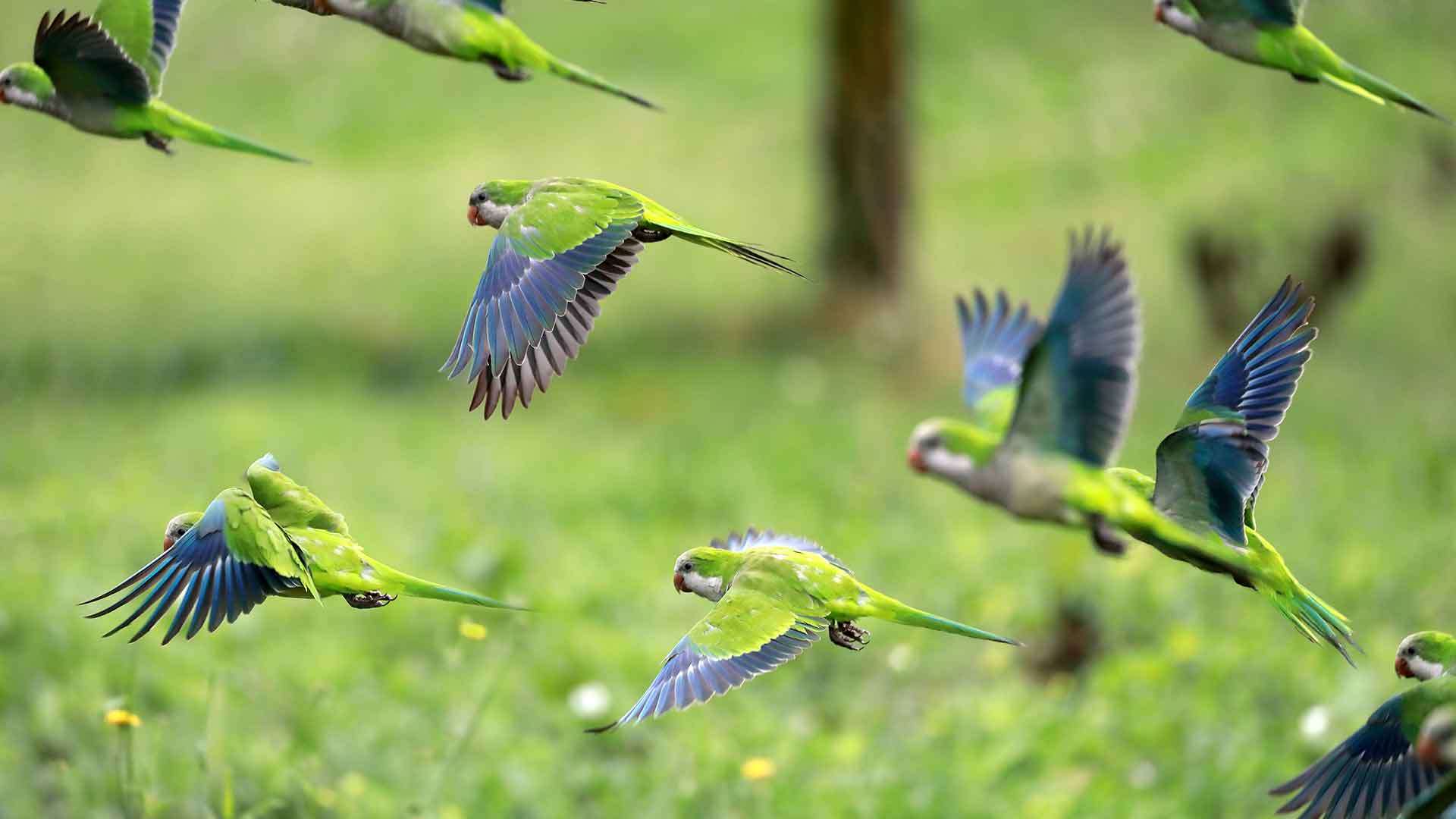 Free Flight Times and Preparing a Safe Room for Parrots