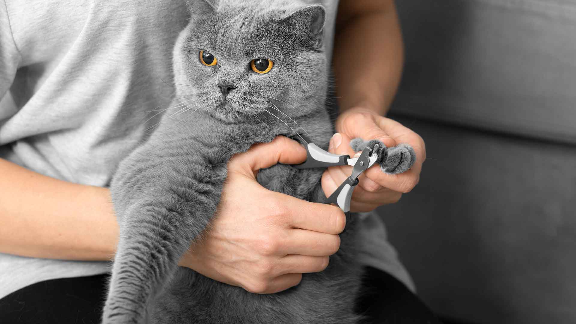 Cat Care Products: Brush, Nail Clipper, Cleaning Supplies