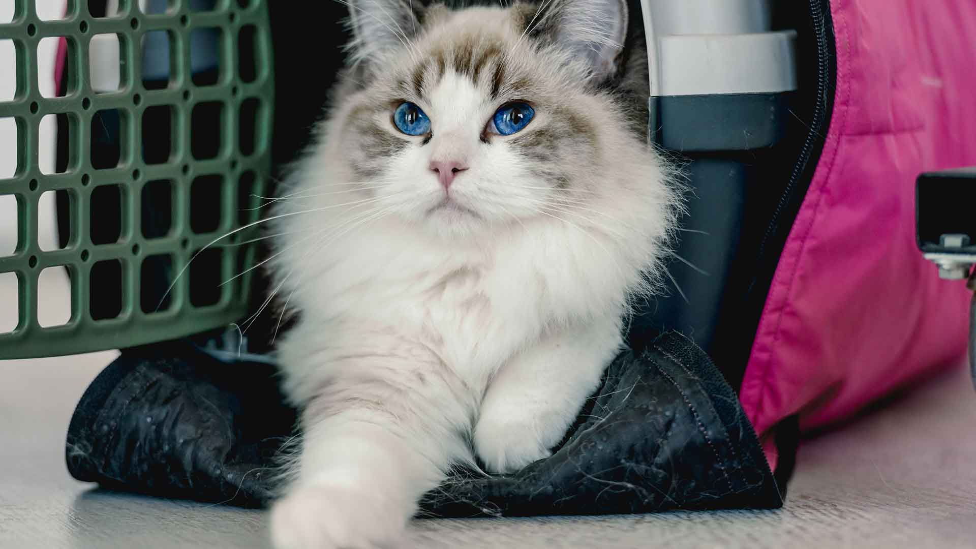 Ragdoll